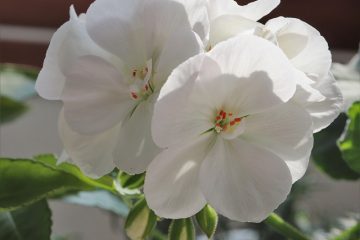 Comment utiliser le concentré d'eau de rose