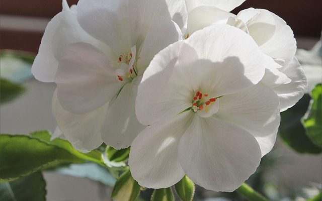 Comment utiliser le concentré d'eau de rose