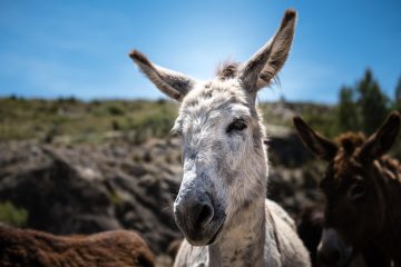 Des similarités entre les chevaux et les ânes.