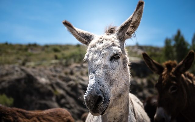 Des similarités entre les chevaux et les ânes.