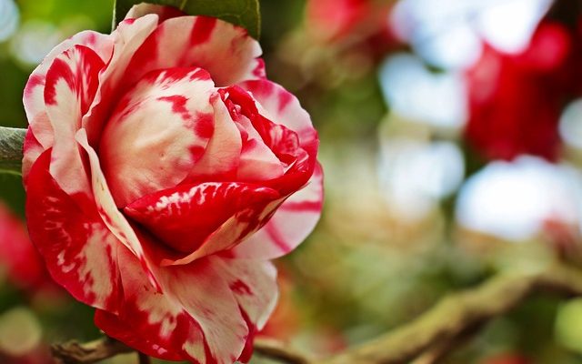 Différentes variétés d'Abutilon