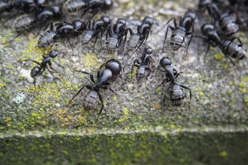 Façons de se débarrasser des petites fourmis rouges