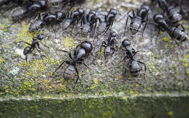 Façons de se débarrasser des petites fourmis rouges