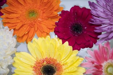 Idées de mariage Gerbera Daisy Daisy