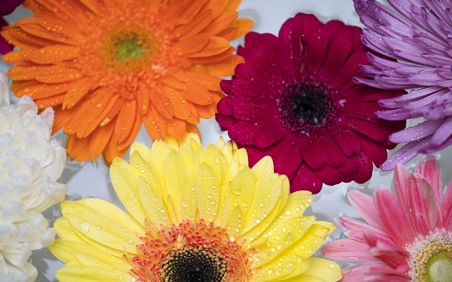 Idées de mariage Gerbera Daisy Daisy