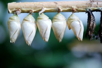 Identifier les papillons par leurs cocons