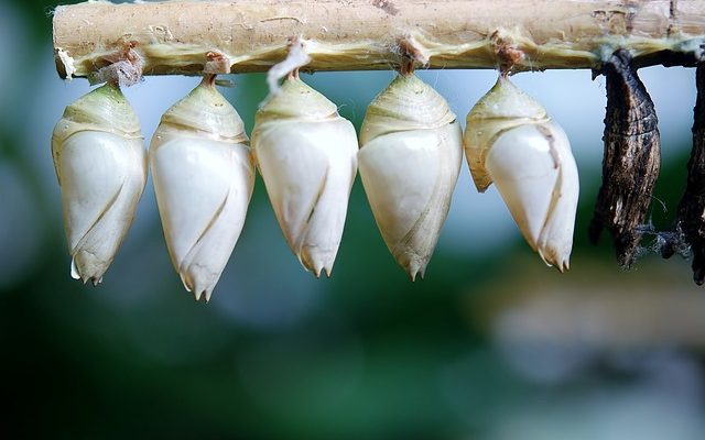 Identifier les papillons par leurs cocons