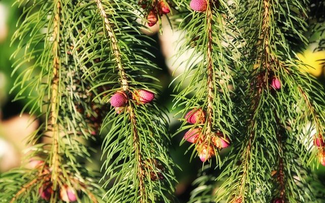 Les différents types d'arbres à feuillage persistant