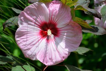 Les effets secondaires du thé à l'hibiscus