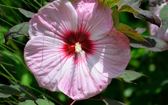 Les effets secondaires du thé à l'hibiscus