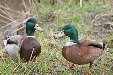 Les oiseaux qui vivent près des étangs