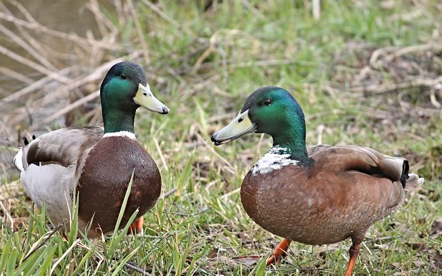 Les oiseaux qui vivent près des étangs