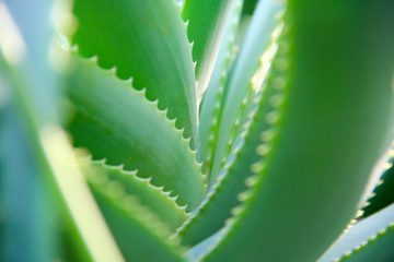 Les utilisations du gel d'aloe vera sur le visage