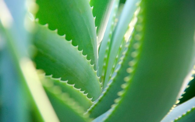 Les utilisations du gel d'aloe vera sur le visage