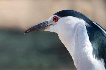 Maladies du peigne du poulet