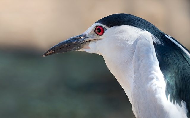 Maladies du peigne du poulet