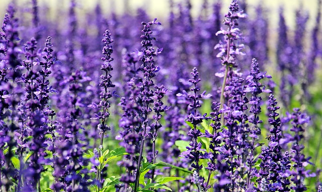 Que faire avec des fleurs de lavande fraîchement coupées ?