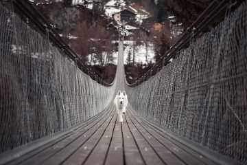 Quel répulsif puis-je mettre sur ma terrasse pour empêcher mon chien d'utiliser la salle de bain ?