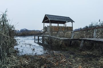 Quelles sont les différences entre le bois des tourbières de l'aquarium et le bois de grève ?