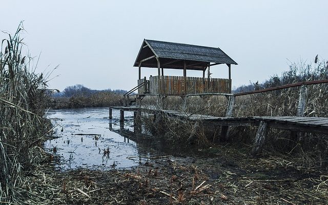 Quelles sont les différences entre le bois des tourbières de l'aquarium et le bois de grève ?