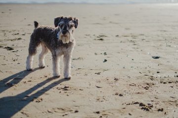 Symptômes après la stérilisation d'un chien