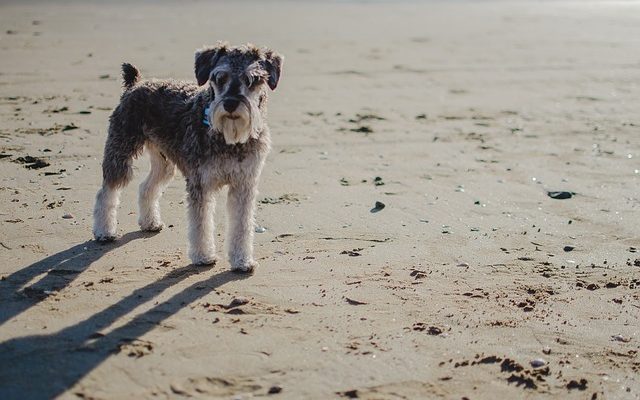 Symptômes après la stérilisation d'un chien