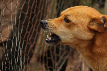 À quelle fréquence les chiens reçoivent-ils des injections antirabiques ?