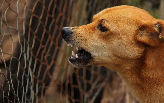 À quelle fréquence les chiens reçoivent-ils des injections antirabiques ?