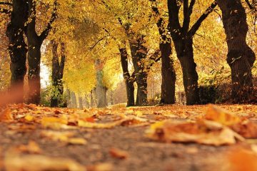 Arbustes paysagers avec des feuilles vertes et des baies rouges.