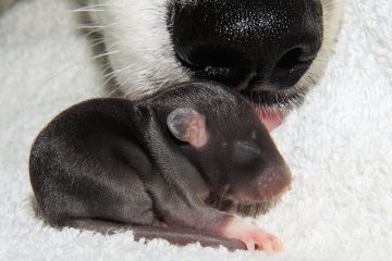 Chasse au rat avec des chiens