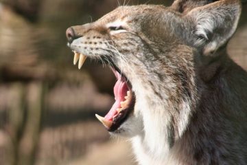 Comment arrêter le déchaussage des gencives