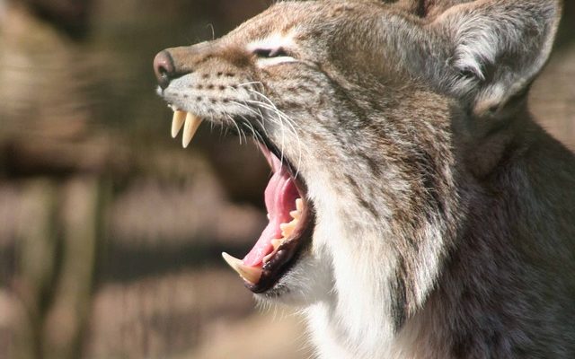 Comment arrêter le déchaussage des gencives