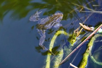 Comment assembler deux étangs à poissons dans une cour arrière