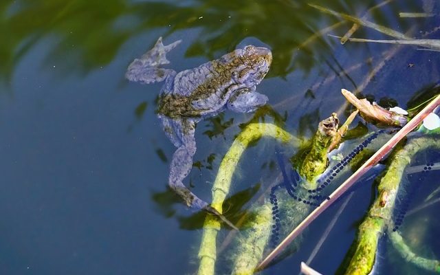 Comment assembler deux étangs à poissons dans une cour arrière