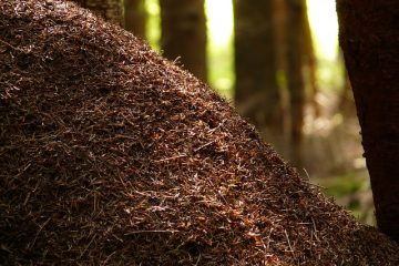 Comment choisir un foret de toupie pour couper du formica