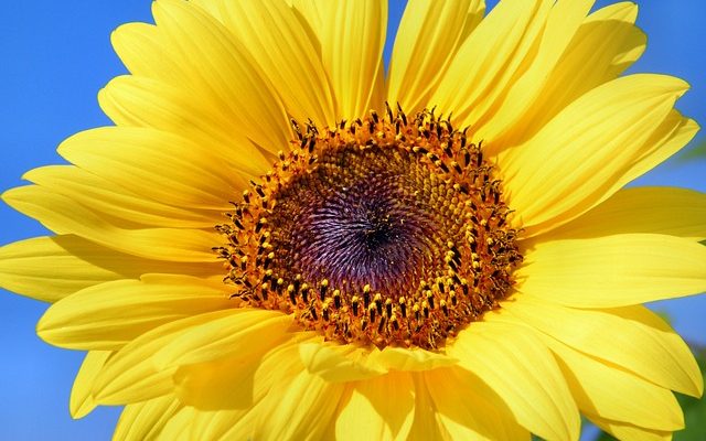 Comment déchiqueter les graines de tournesol