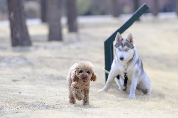 Comment désinfecter une zone extérieure pour animaux de compagnie