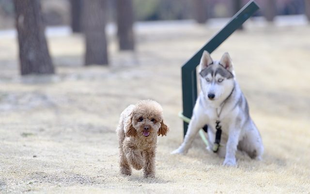 Comment désinfecter une zone extérieure pour animaux de compagnie