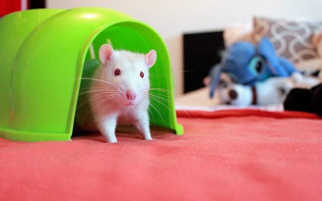 Comment empêcher les rats de mâcher les fils électriques de la maison