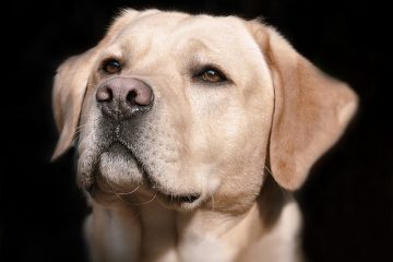 Comment enlever les taches oculaires des yeux d'un Labrador