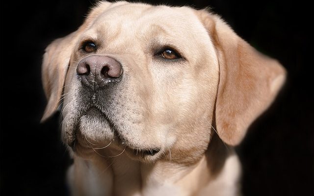 Comment enlever les taches oculaires des yeux d'un Labrador