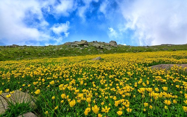 Comment envelopper une fleur simple