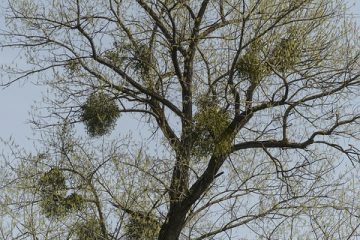 Comment fabriquer des meubles à partir de branches d'arbres