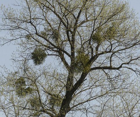 Comment fabriquer des meubles à partir de branches d'arbres