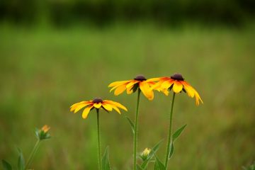 Comment faire des arrangements floraux en forme de cône