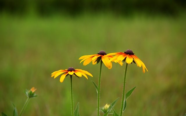 Comment faire des arrangements floraux en forme de cône