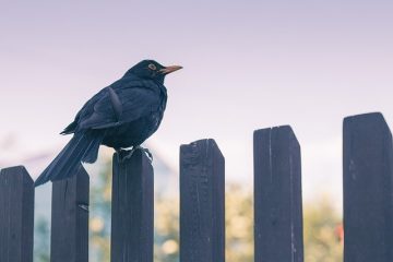 Comment faire un jardin surélevé contre une clôture