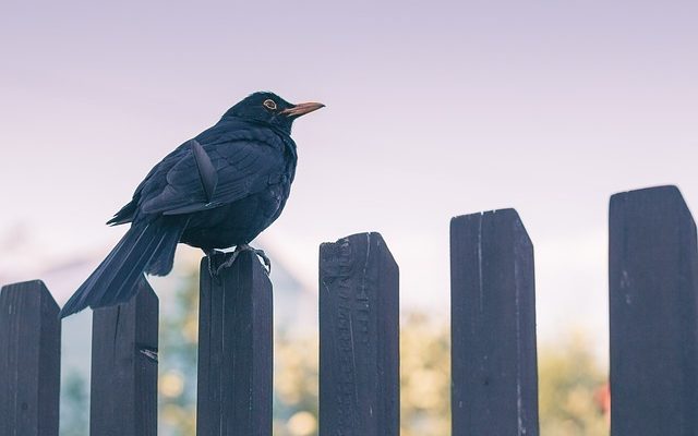 Comment faire un jardin surélevé contre une clôture