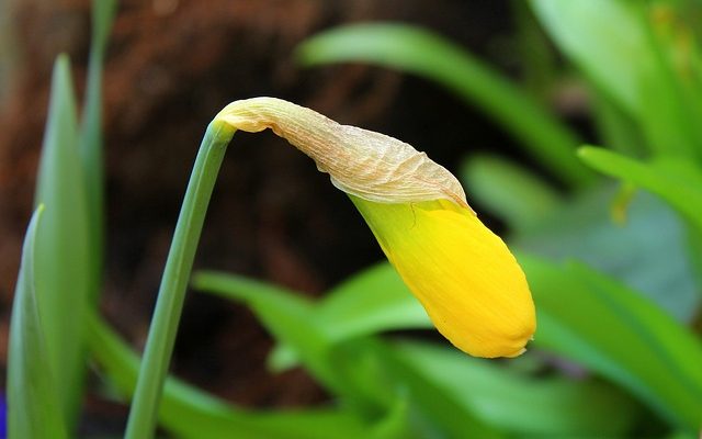 Comment faire un ornement de pelouse de moulin à vent