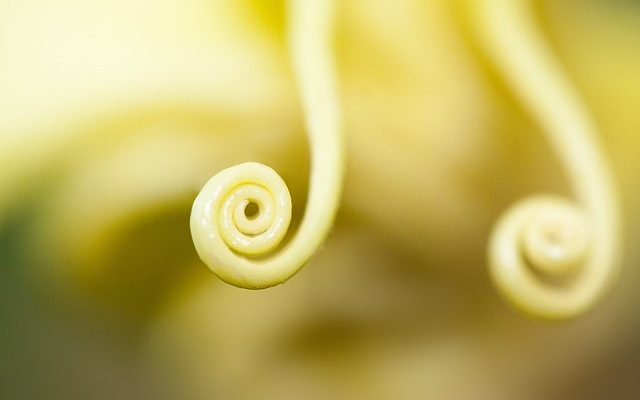 Comment insérer un goujon de nez en forme de L